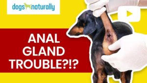 anal gland trouble