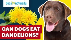 can dogs eat dandelions