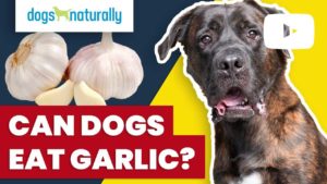 can dogs eat garlic