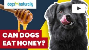 can dogs eat honey