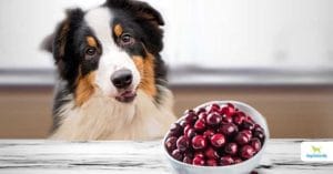 can dogs eat cranberries