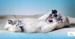 Dog Gestation Period