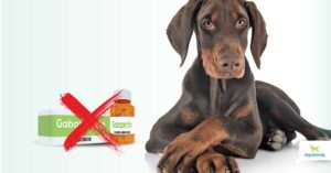 gabapentin for dogs