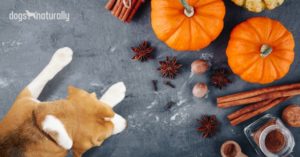 pumpkin for dogs